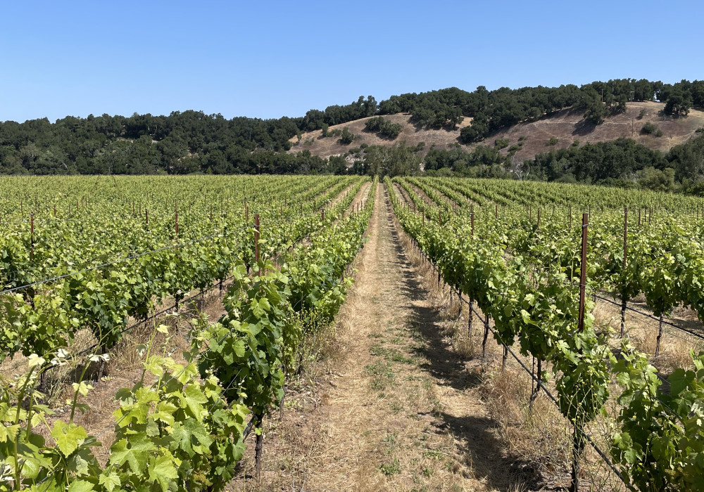 Paso Robles Vineyard